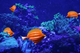 Pod Fish Picture